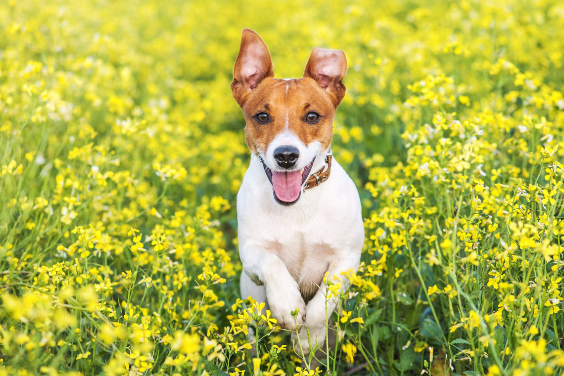 Pet Liver Health_Background_Happy Dog in Yellow Field_Shopify_Pagefly.png__PID:681973ec-5f9d-4ebc-9ac8-1d2fb50263b8