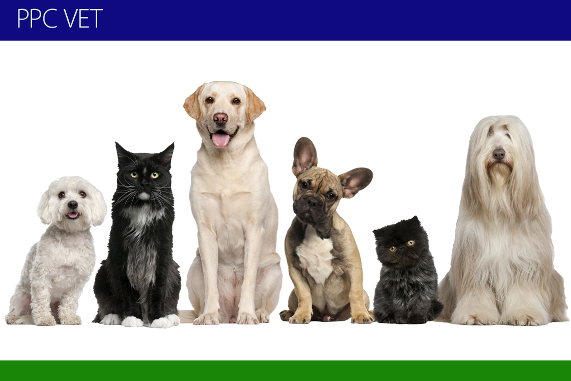Pet Liver Health_Dogs and Cats Together_Background_Shopify_Pagefly.png__PID:5b0ada52-a136-41ac-b79e-239619cb2b53
