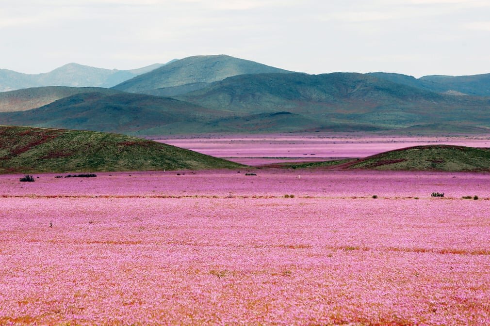 desierto florido rozenbottel chili 