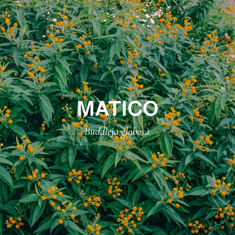 matico 