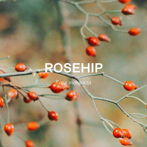 rosehip