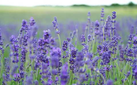 lavender, lavender fields, herbal remedies, natural remedies, hair health, grow hair, hair growth, hair oil