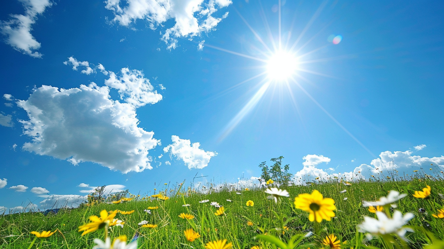 a meadow of flowers and a bright sun in a blue sky