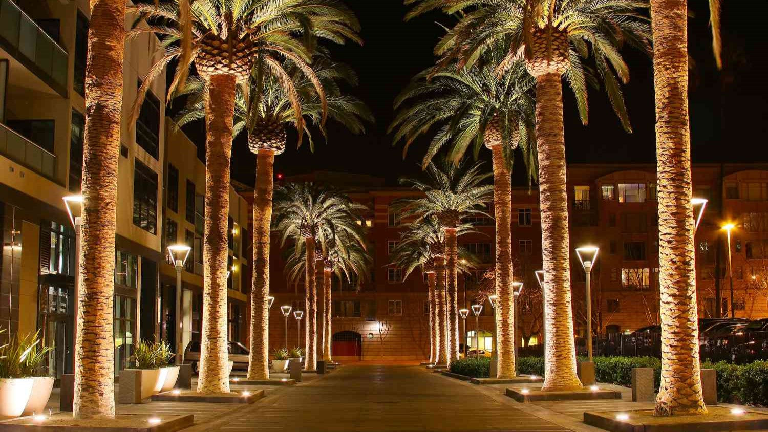 palm trees in San Jose