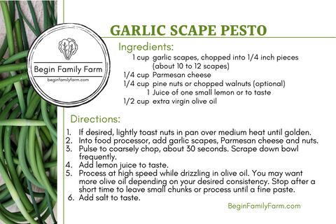 Recipe for Garlic Scape Pesto