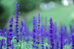 lavender flowers