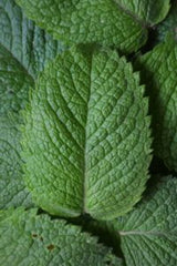 peppermint essential oil