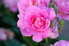 rose essential oil