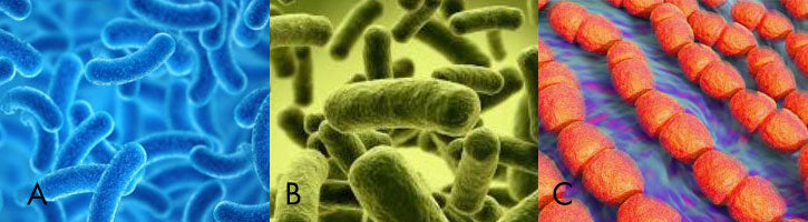 Blog image common bacteria strains found in dog probiotics