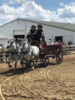 driving horses