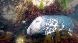 Lundy Seal Diving