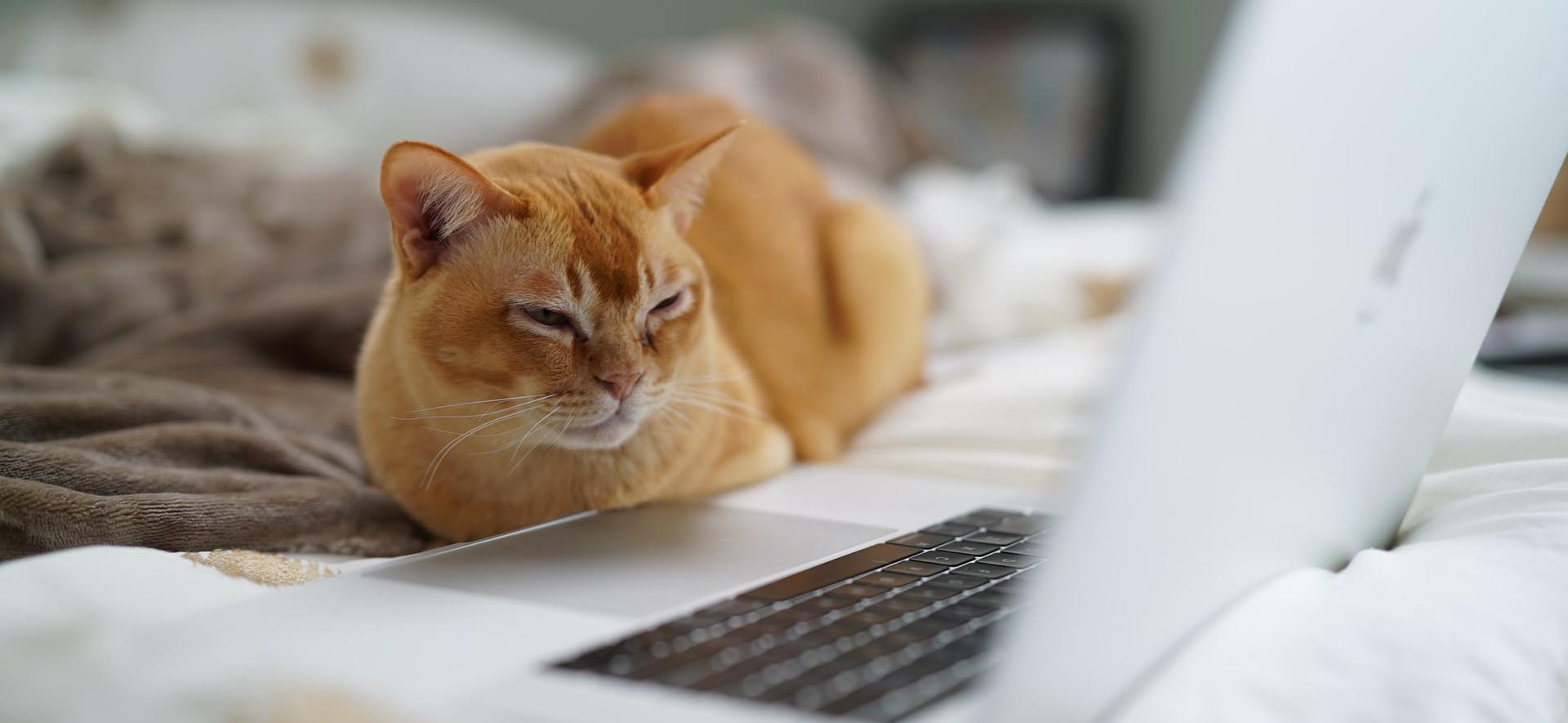 Freddy Whizz Compostable Cat Litter eco-friendly, Aussie owner pet supplies cat laptop