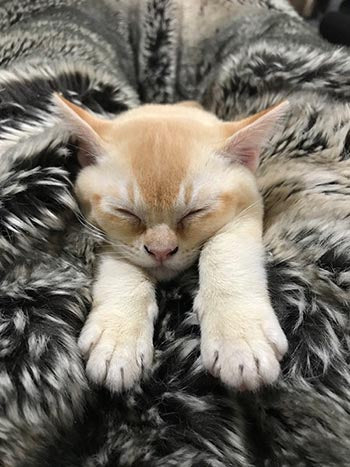 Freddy Whizz Compostable Cat litter eco-friendly Australian made Red burmese kitten
