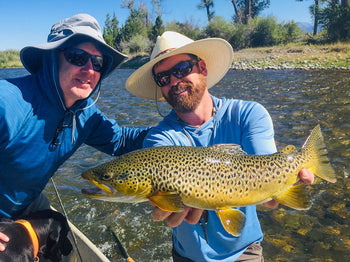 Brown Trout Fly Fishing Trips