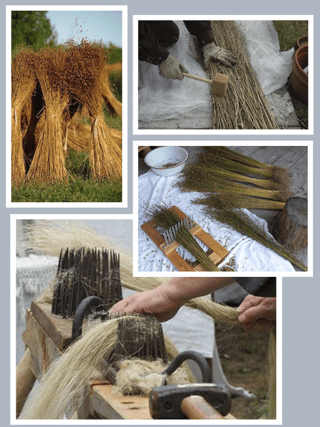 Linen Flax Plants