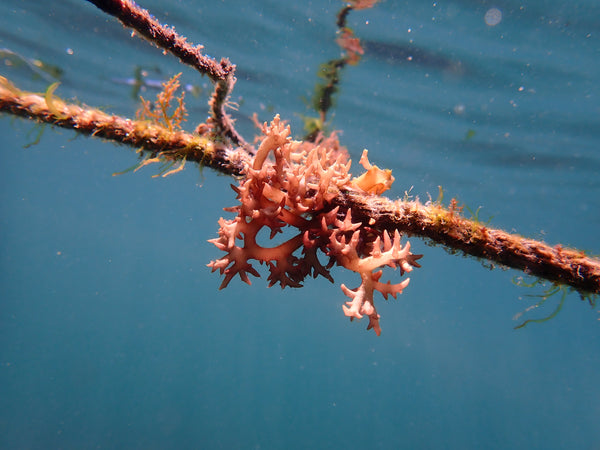 State of sea surface cultivation of Suna