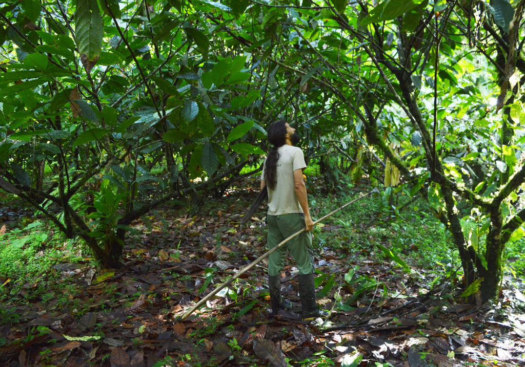 Alejandro in the Cacao Farm - Agroforestry Regerative