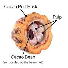 diagram of cacao pod with cacao pod husk, pulp, and cacao bean labeled