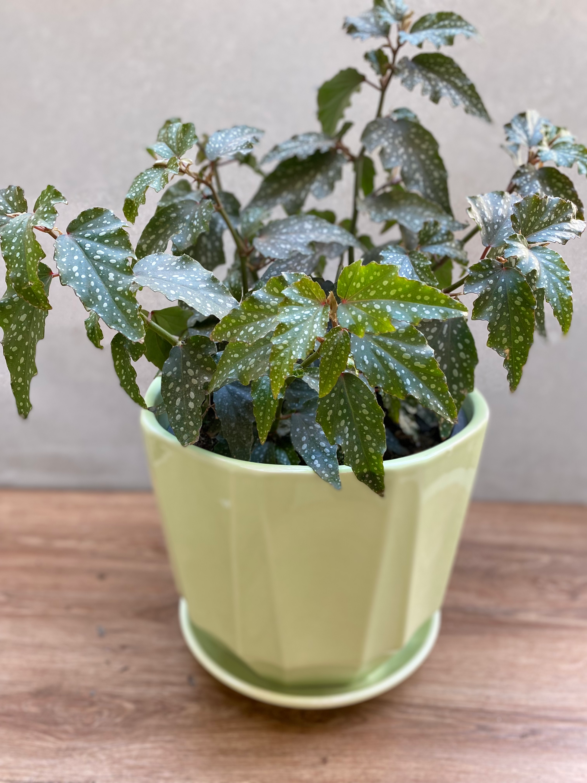 Begonia Alas de Ángel – Plantas Yungay