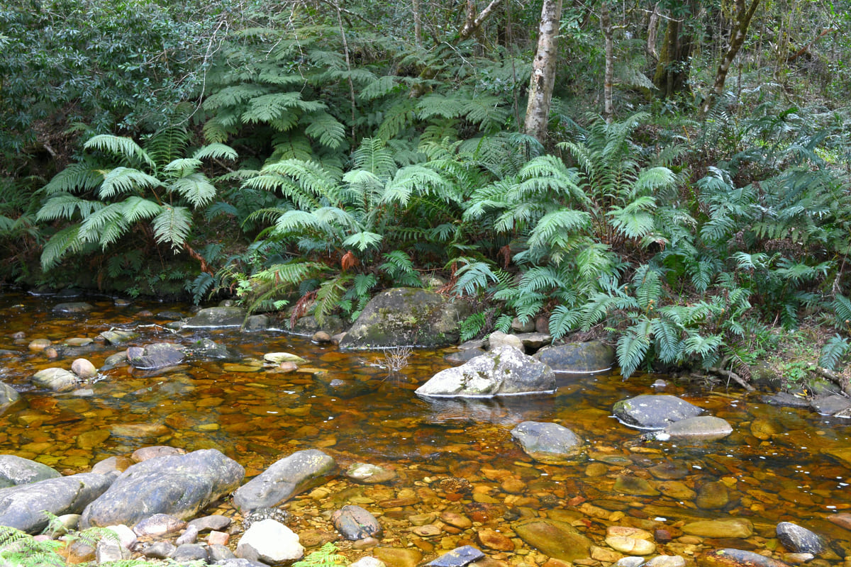 metal detecting in streams