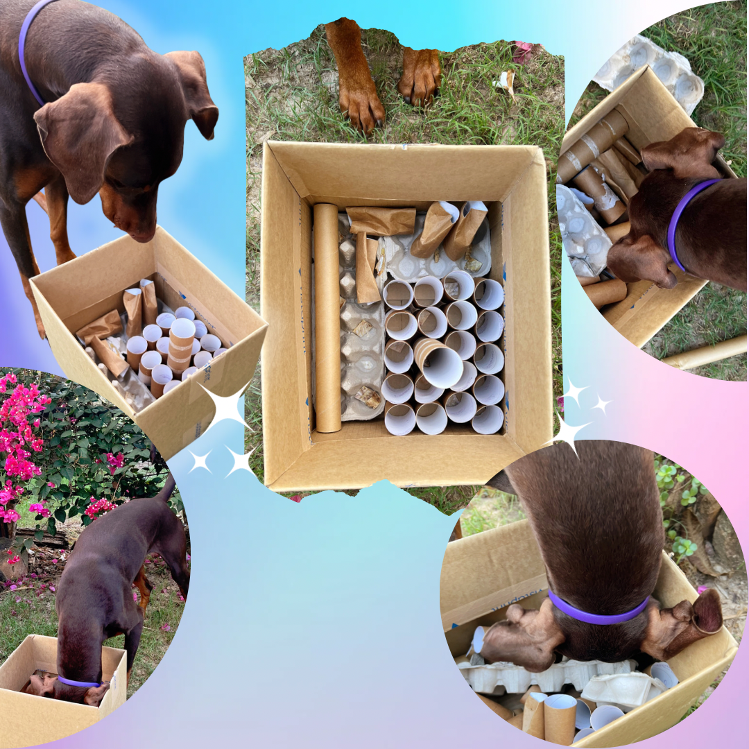 Enrichment for Dogs who Love to Shred & De-Stuff Toys: Toys, DIYS