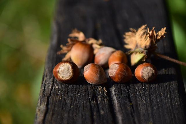 Nocciole dei Nebrodi: proprietà, benefici e ricette 