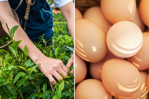 Free Range Eggs Ethical Ingredients