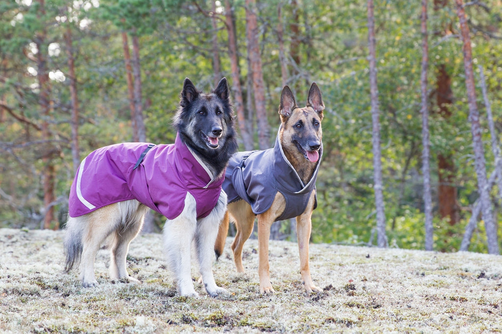 Two dogs in the forest with a rain blanket each from Pomppa in the colors purple and grey