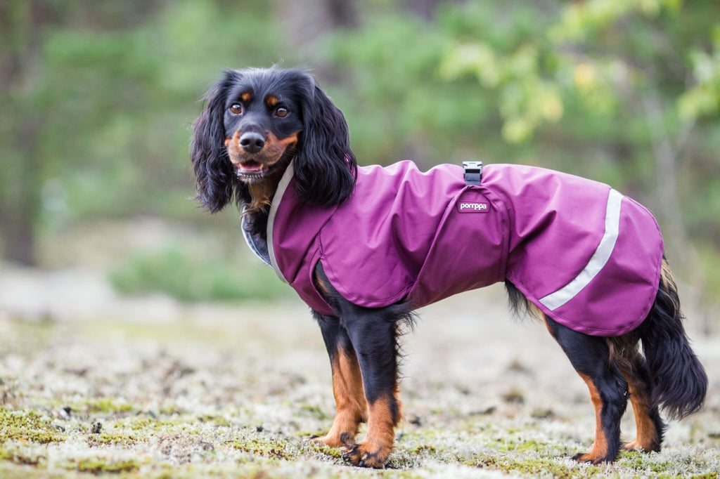 Hund i skogen med ett lila regntäcke från Pumppa