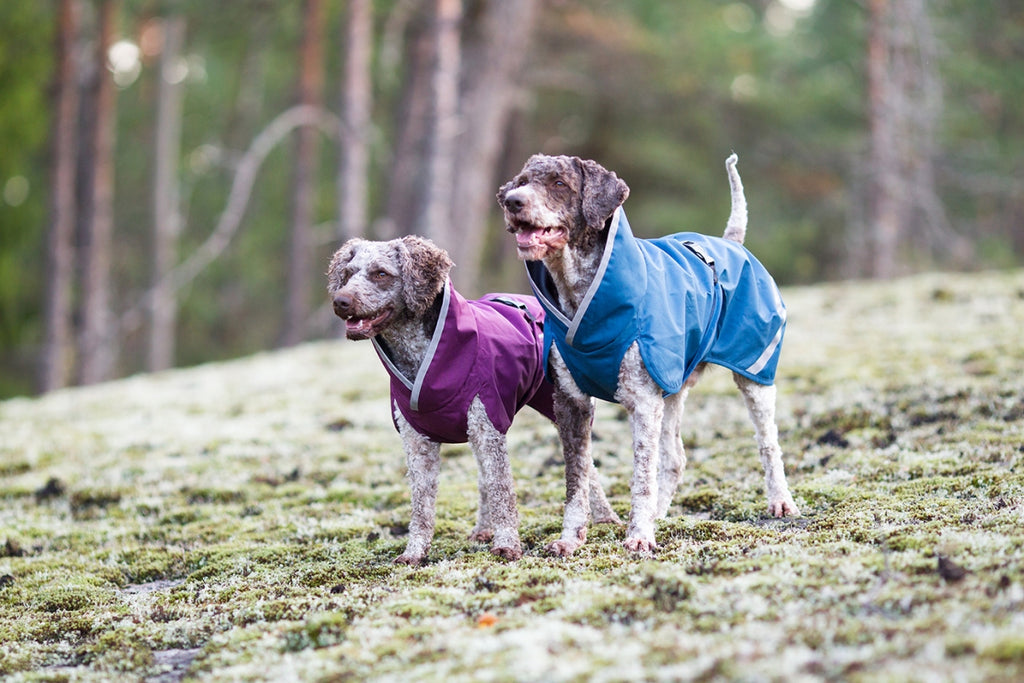 Två hundar i skogen med varsitt regntäcke från Pomppa i lila och blå