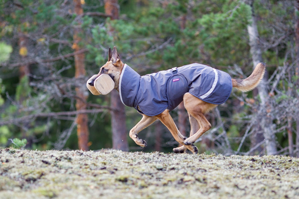 Hund som springer i skogen med ett apportbock i munnen och ett regntäcke i grått från Pomppa