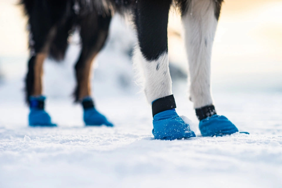 Dog legs are visible in the snow with Non-stop Long Distance Booties on the paws