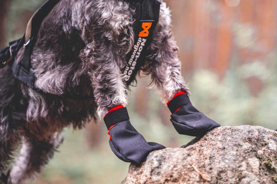 Hund steht draußen auf einem Felsen mit Non-Stop Solid Sock-Hundestiefeletten auf den Vorderpfoten