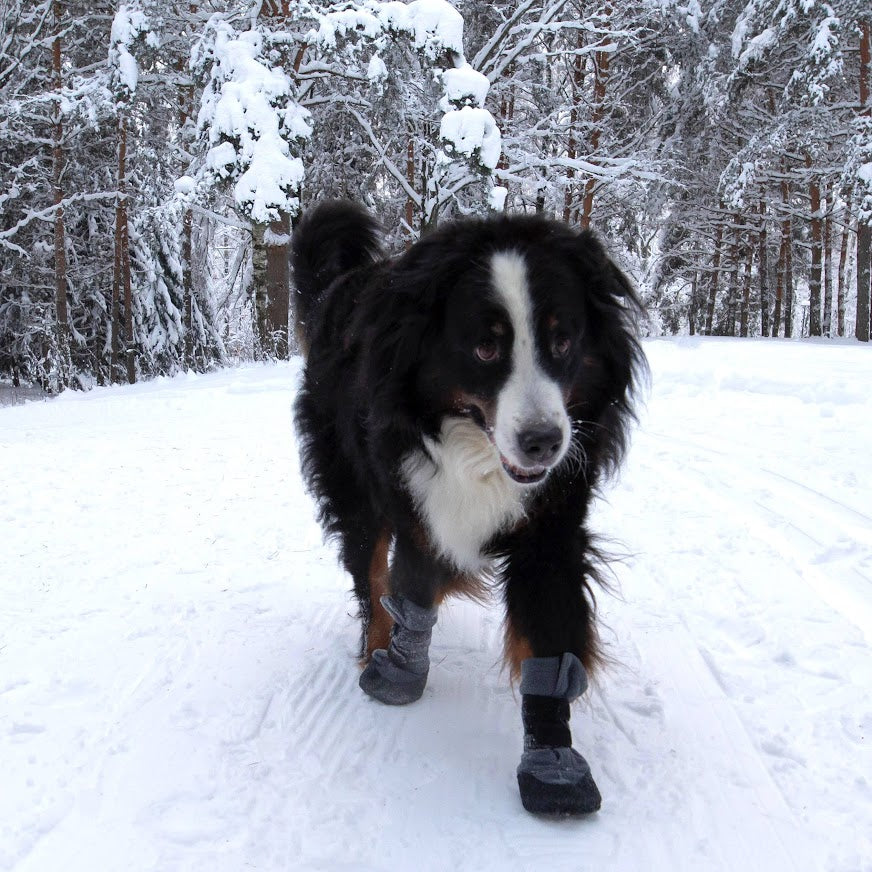 Dog out in the snow with Finnero Halla Lux Booties dog shoes