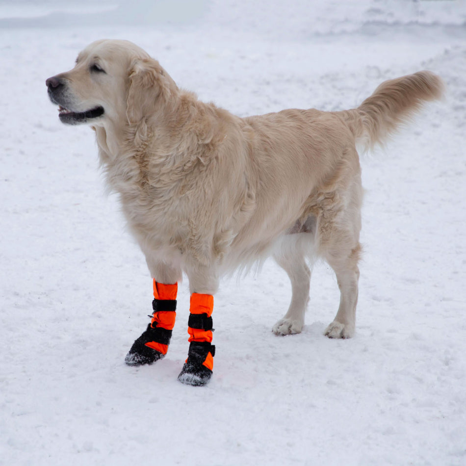 Dog out in the snow with Finnero Sulo Protective Booties dog boots on the front paws