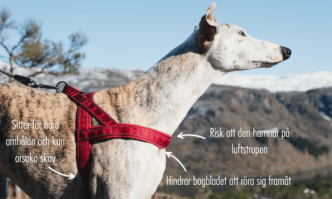 Is the D harness harmful to the dog? Harness that prevents the bow blade from moving freely.