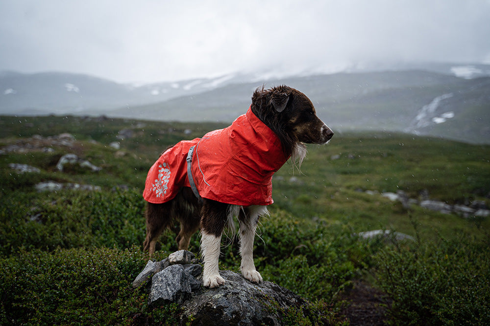 Hund ute i naturen i regnet med ett orange regntäcke från Hurtta Monsoon