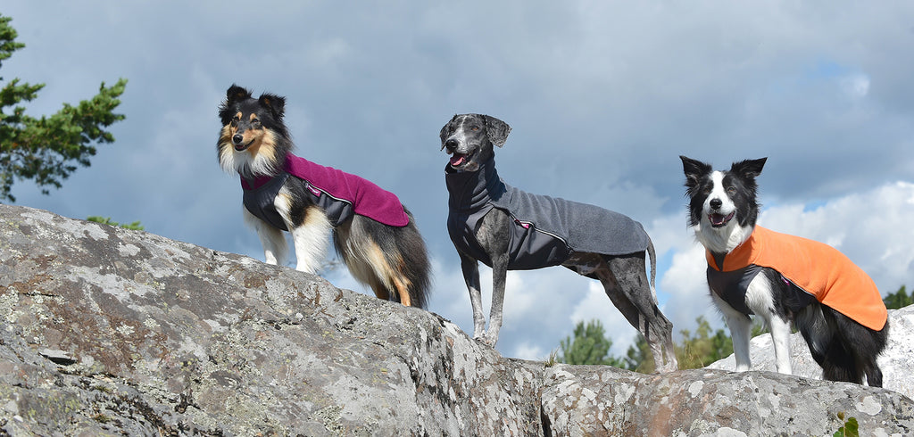 Tre hundar med varsitt hundfleecetäcke i olika färger från Pomppa, stående ute på en stor sten