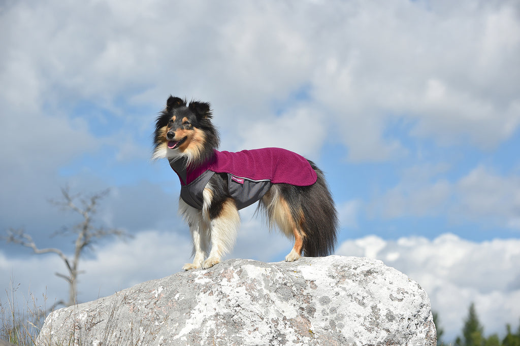 Hund stående på en sten med ett lila hundtäcke i fleece från Pomppa Jumppa