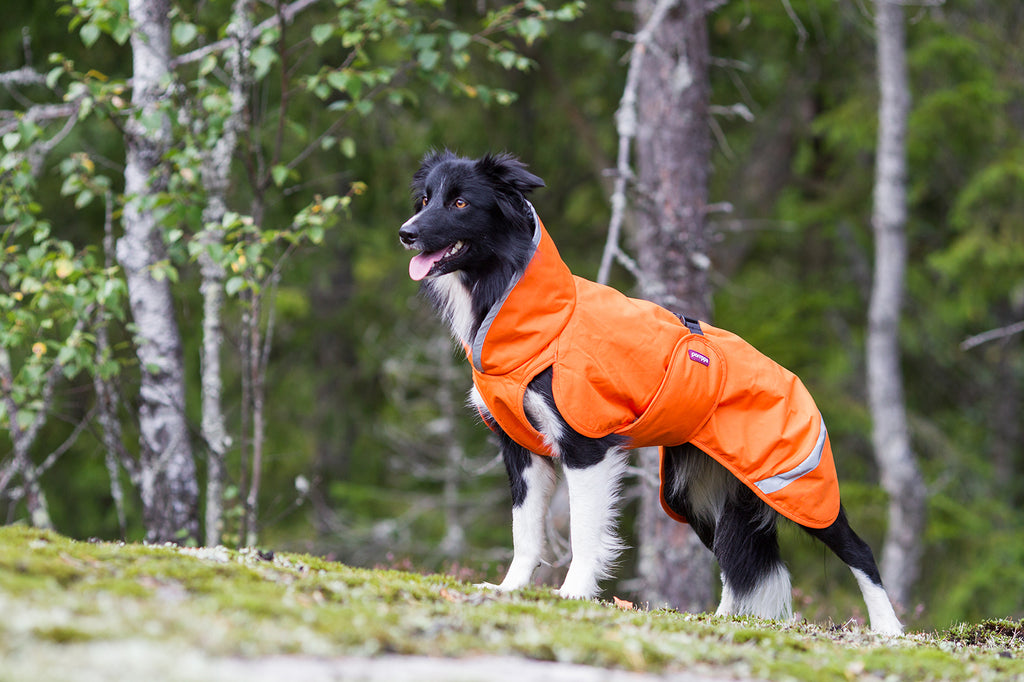 Hund i skogen med ett orange hundtäcke från Pomppa Perus