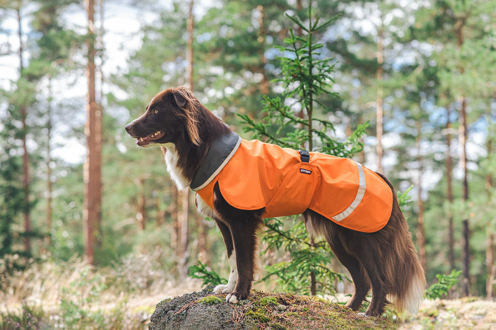 Hund i skogen med orange regntäcke från Pomppa Sade