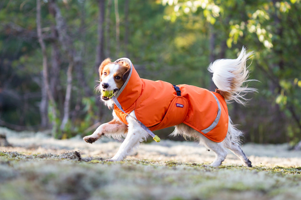 Hund som springer i skogen med en boll i munnen och ett orange hundtäcke från Pomppa Perus
