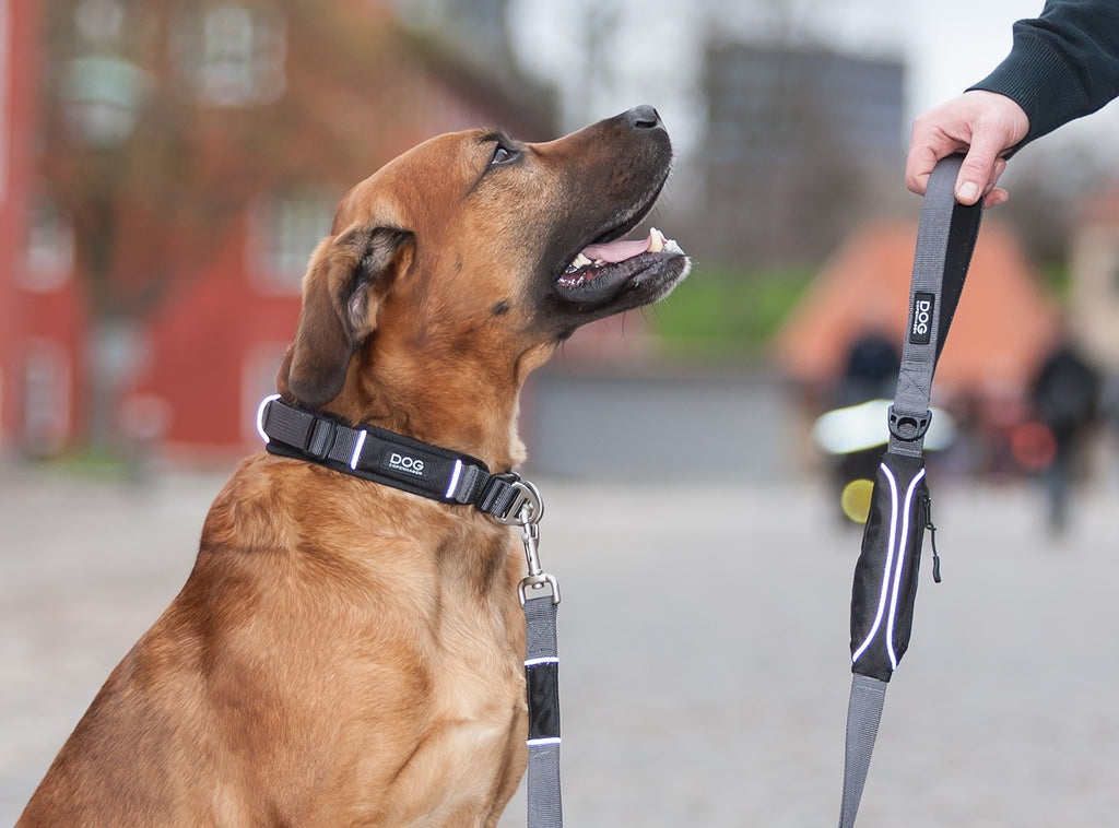 Hund im Profil mit schwarzem Hundehalsband und Leine von Dog Copenhagen