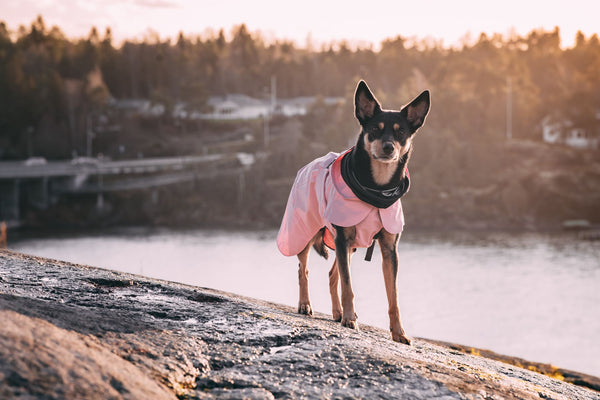 En hund på en klippa vid havet i en ljusrosa regnjacka från Paikka hos dogmania.se