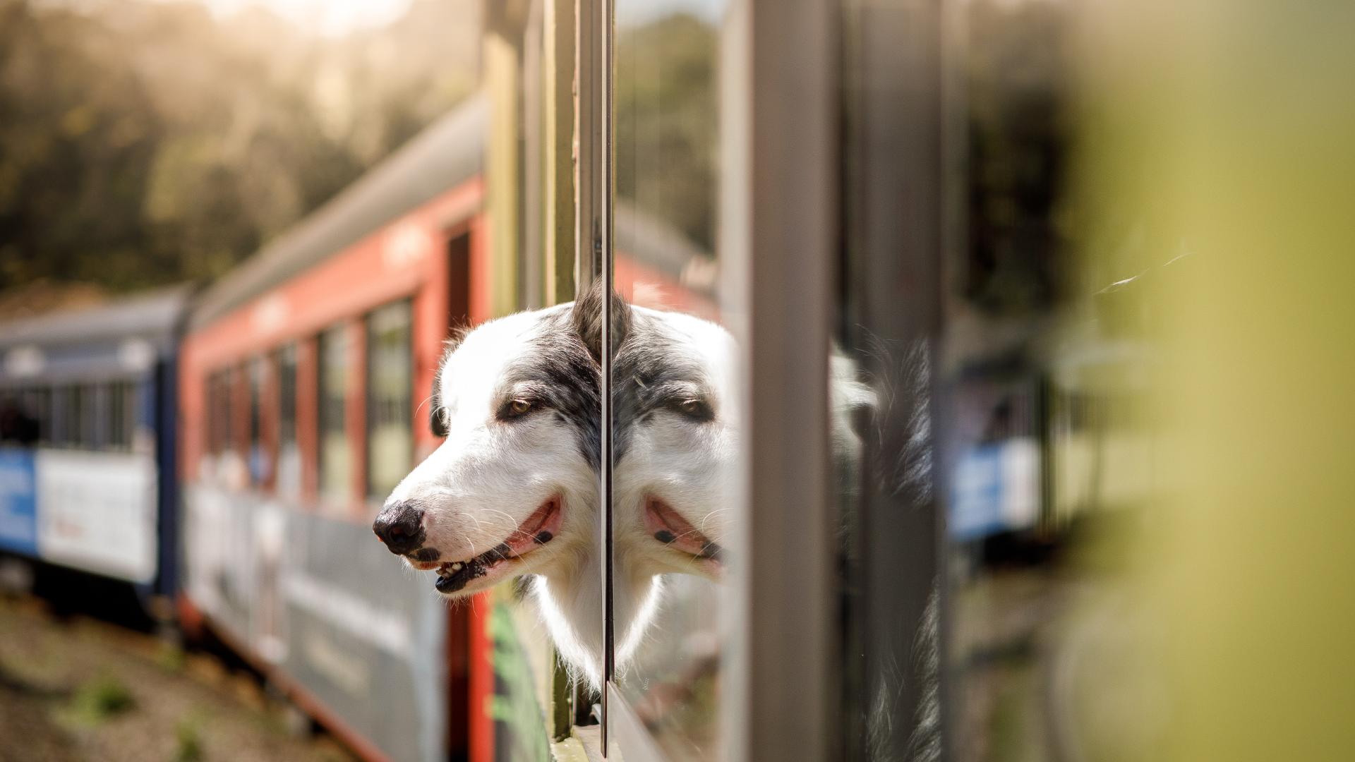 Traveling by train with a dog - things to think about when you want to travel by train with your dog