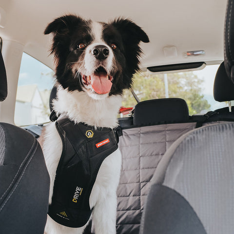 EzyDog crash-tested car harness for dogs