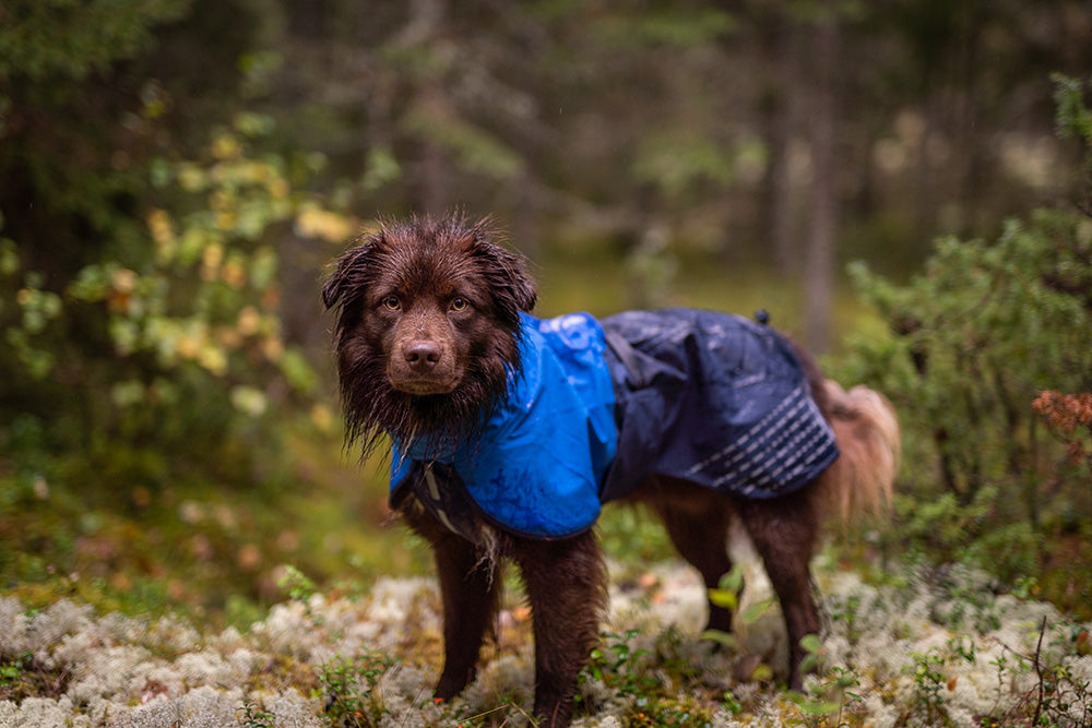 Hund ute i skogen med blått regntäcke från Non-stop Fjord