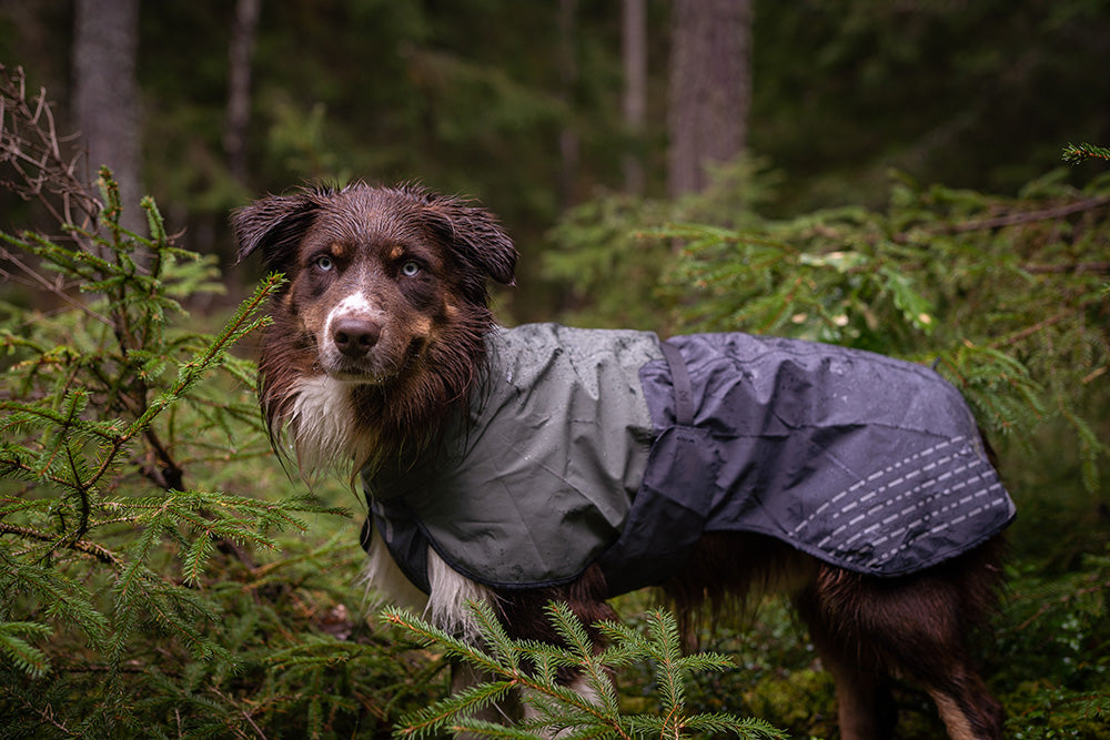 Hund ute i skogen med lila och grått regntäcke från Non-stop Fjord