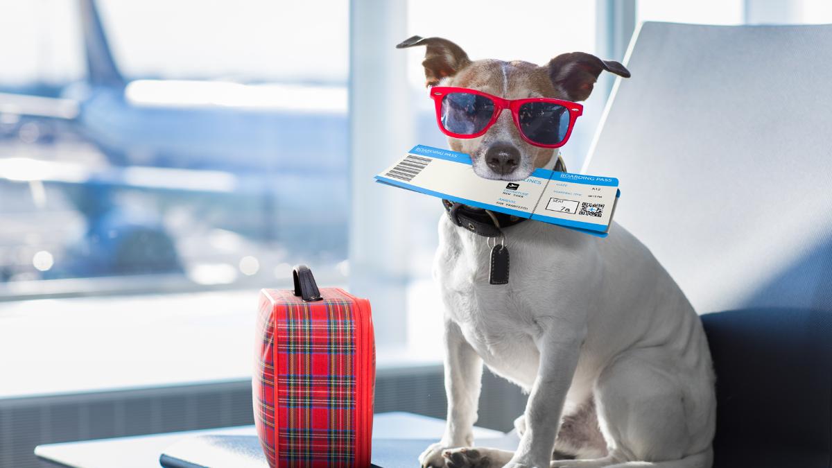 Flying with a dog - things to think about when traveling abroad with your dog