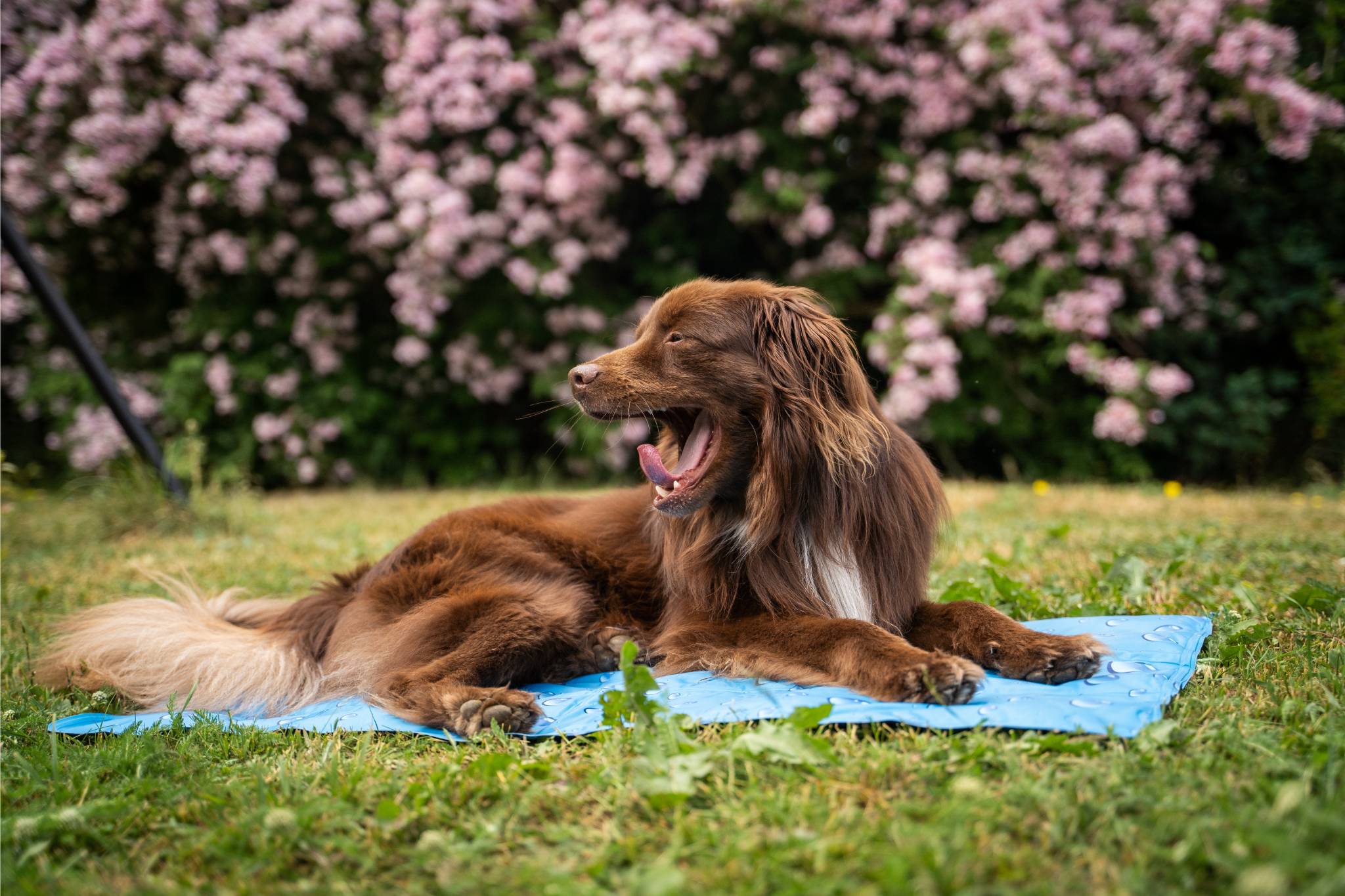 Miniatur-amerikanischer Schäferhund, der auf einem blauen Kühlkissen von Dogman liegt